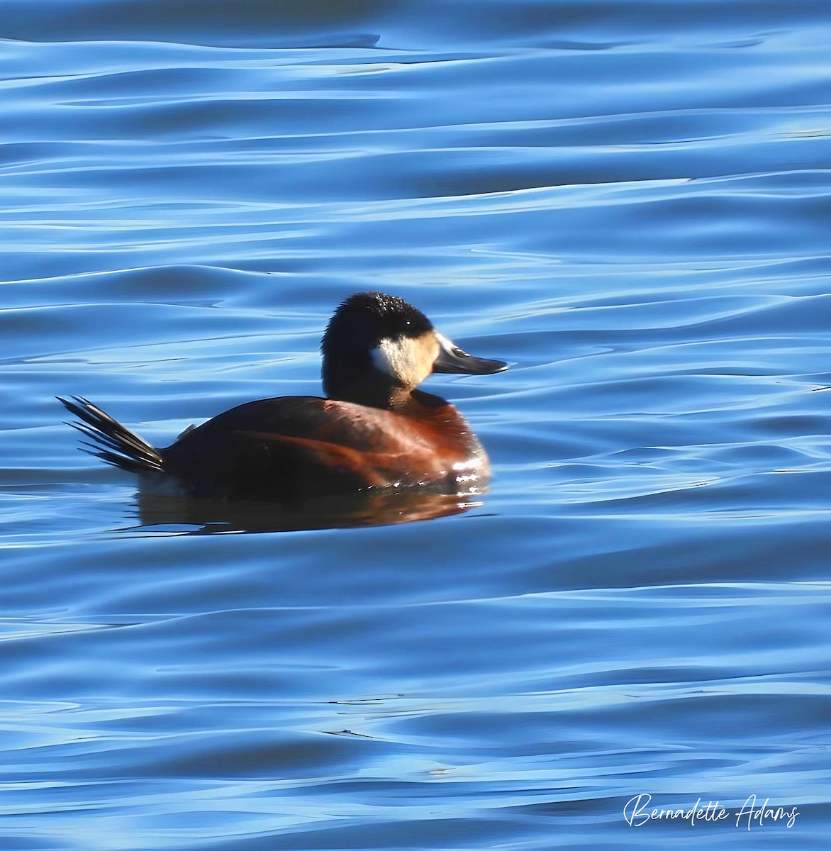 Érismature rousse - ML617016742