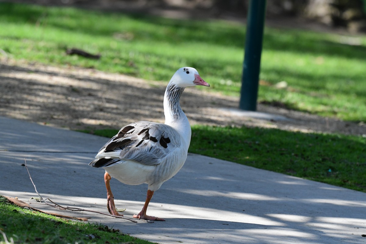 Domestic goose sp. (Domestic type) - James McNamara