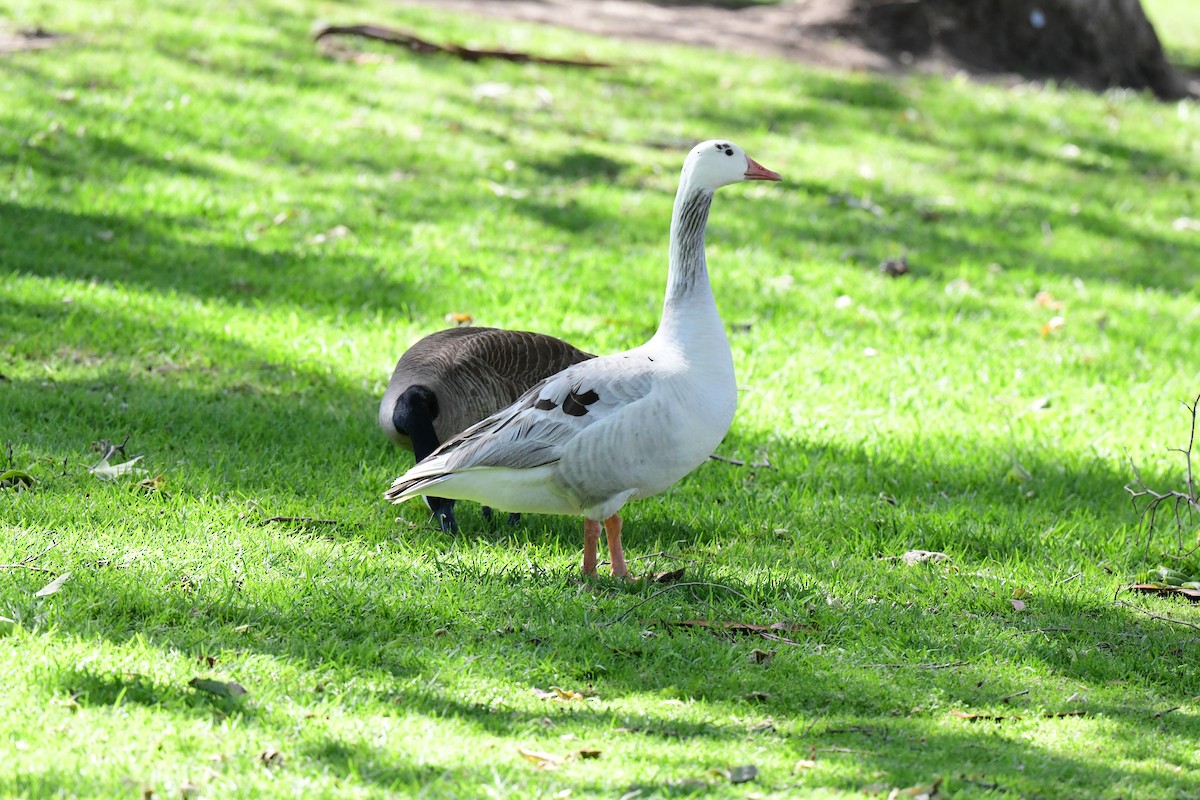 Domestic goose sp. (Domestic type) - James McNamara