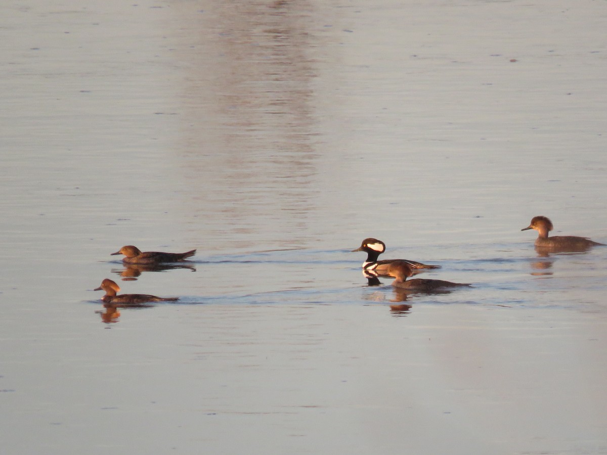 Hooded Merganser - ML617016782