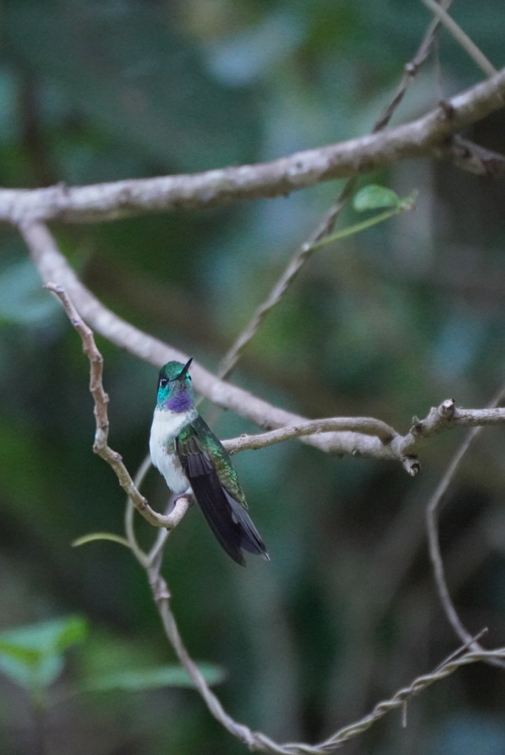 White-bellied Mountain-gem - ML617016799