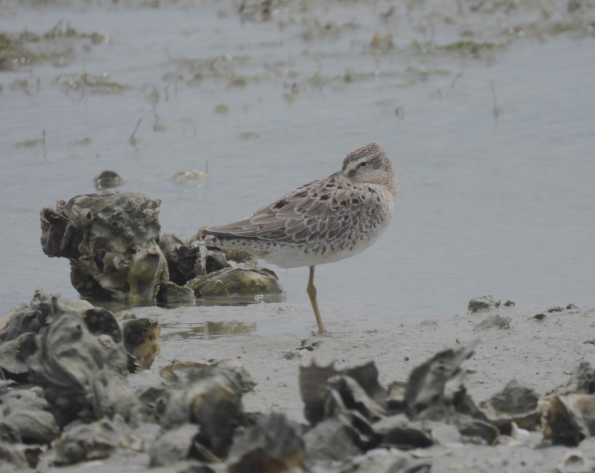 Short-billed Dowitcher - MaryAnn Clayton