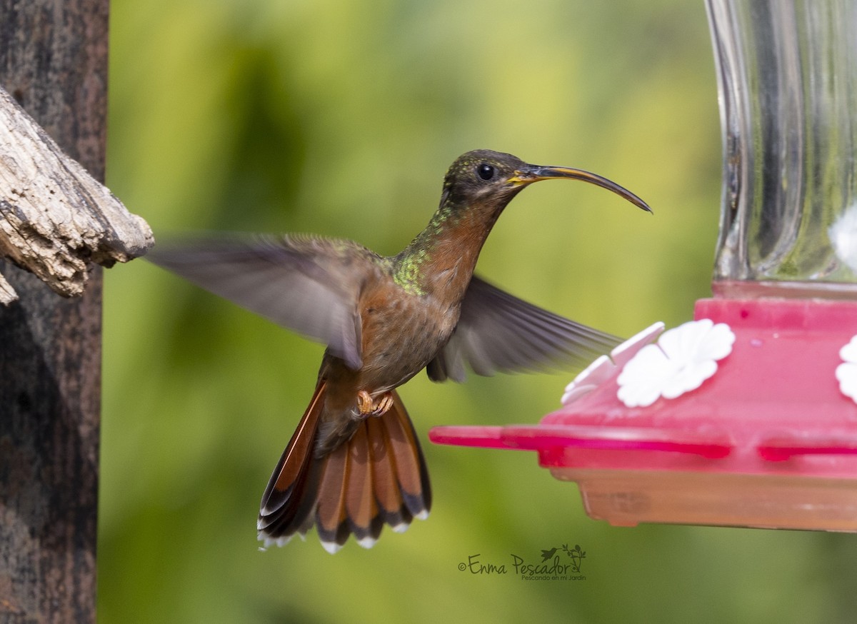 Rotschwanz-Schattenkolibri - ML617016841