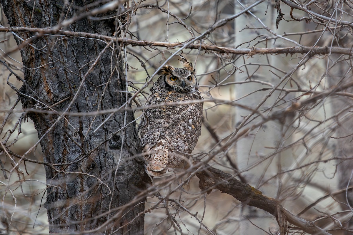 Great Horned Owl - ML617016924