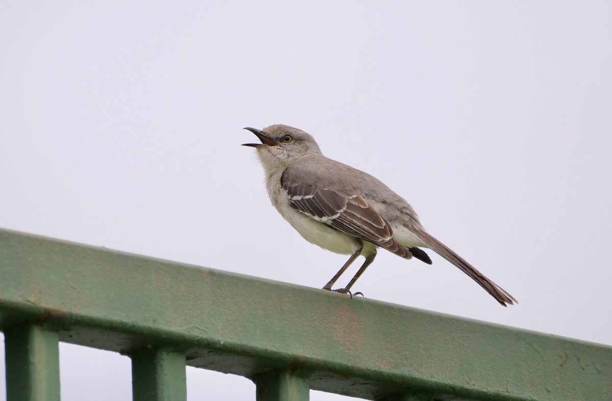 Northern Mockingbird - ML617016948