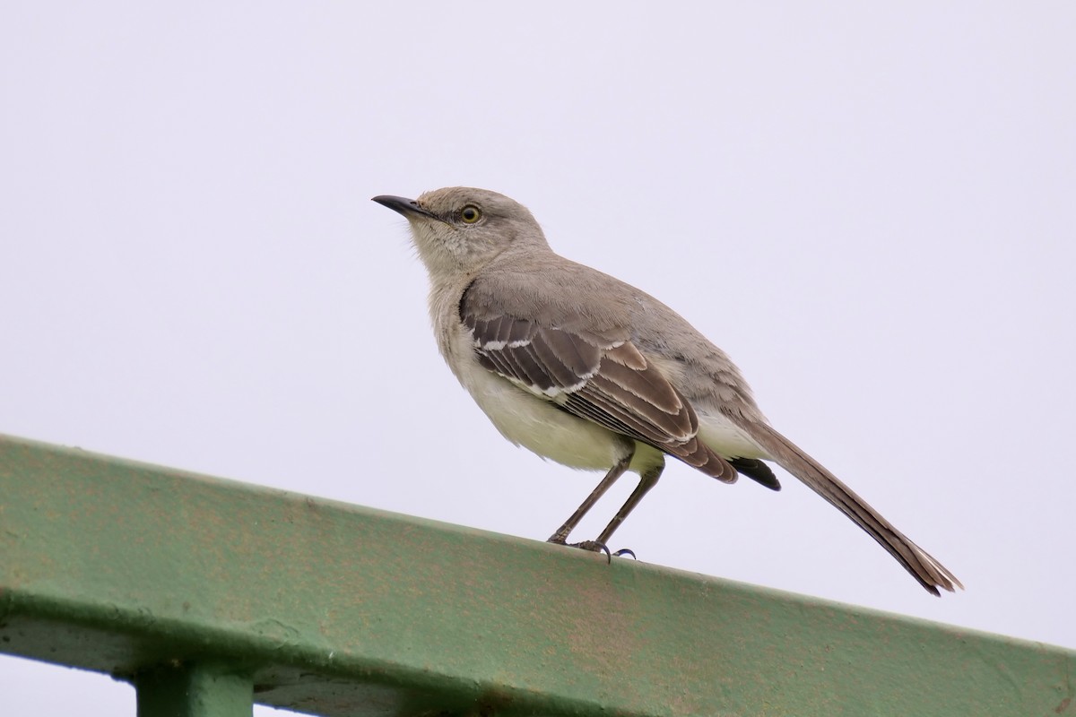 Northern Mockingbird - ML617016949