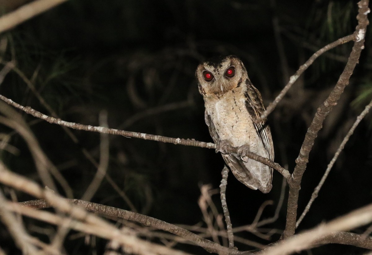 Collared Scops-Owl - ML617017037