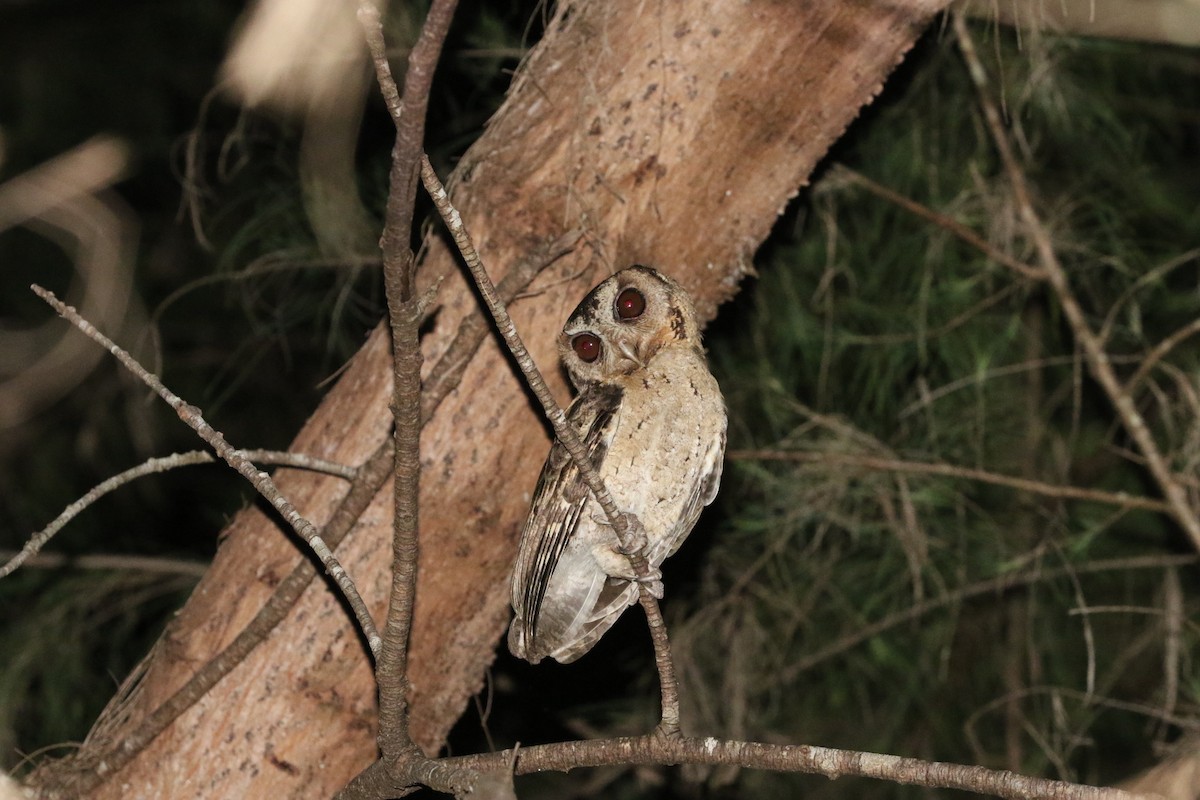 Collared Scops-Owl - ML617017038