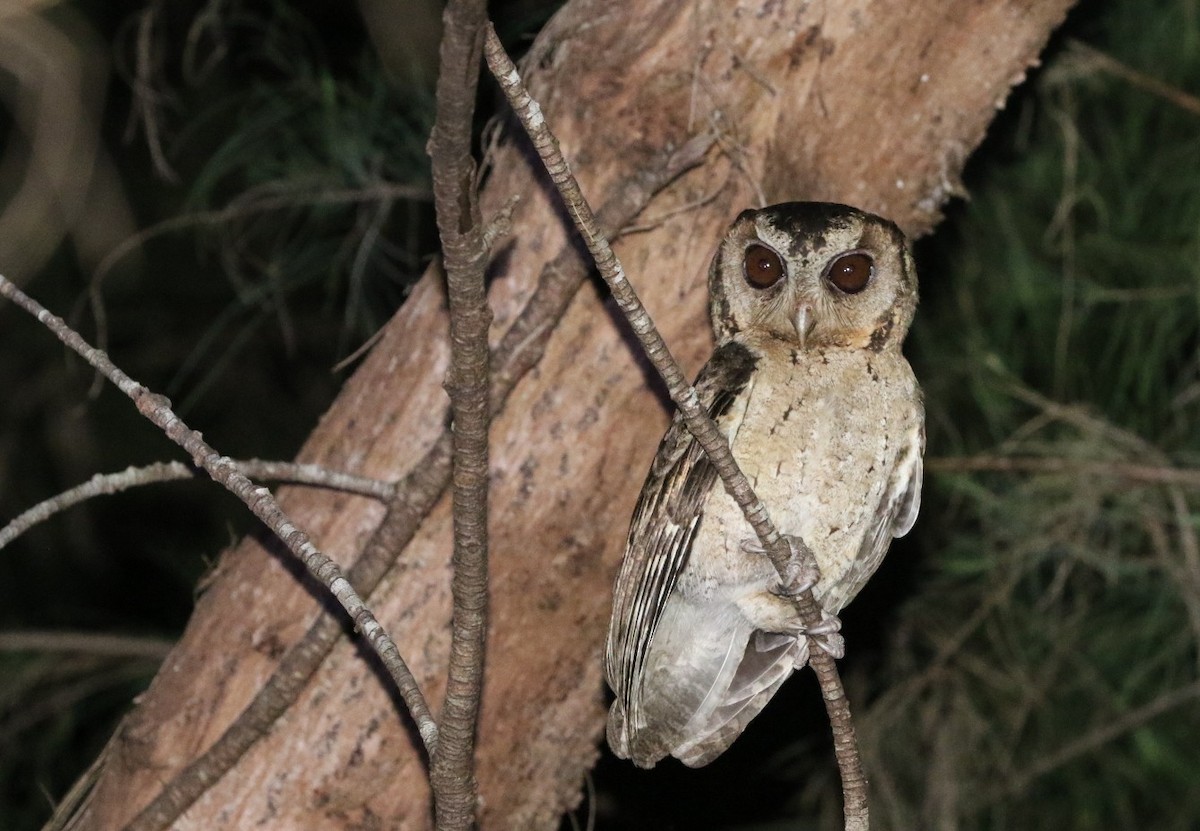 Collared Scops-Owl - Ronnaphon Engchuan