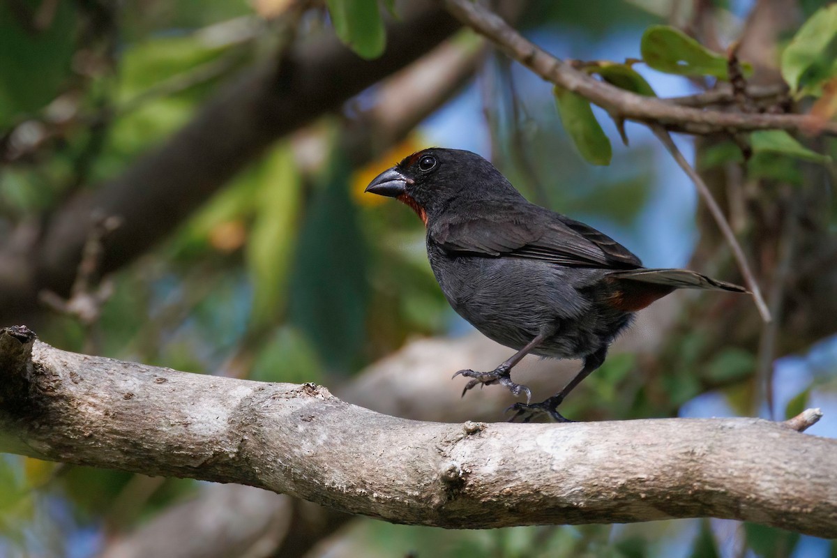 Lesser Antillean Bullfinch - Gloria Archilla