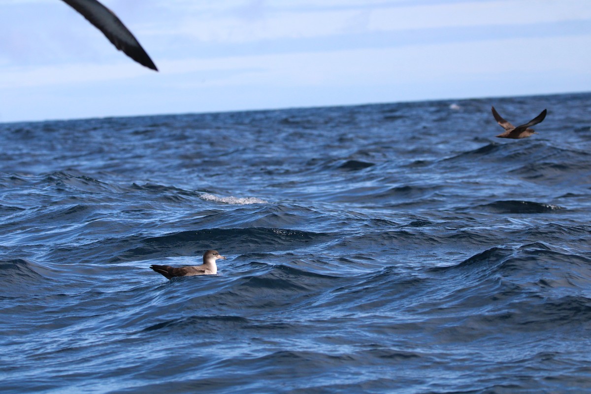 Pink-footed Shearwater - ML617017100
