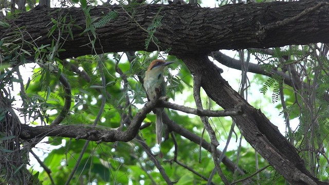 Russet-crowned Motmot - ML617017180