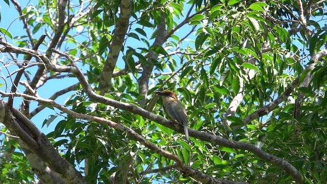 Motmot à tête rousse - ML617017186