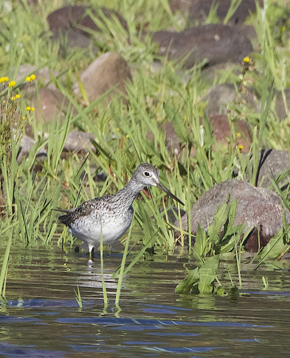 Greater Yellowlegs - James Taylor