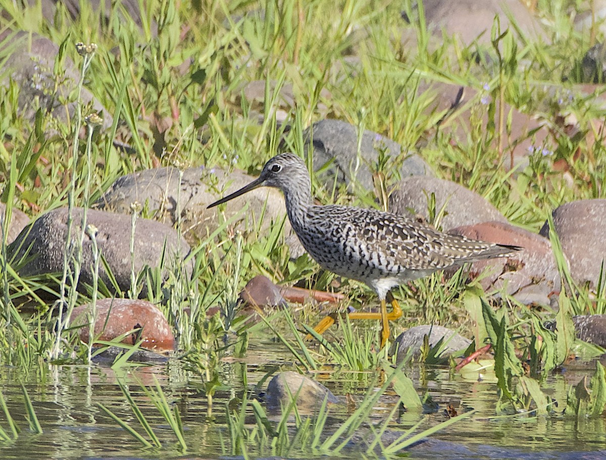 Greater Yellowlegs - ML617017194