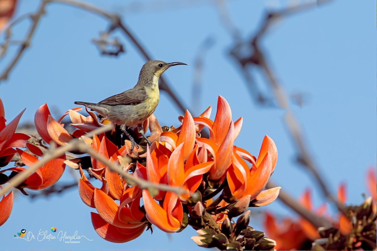 Purple Sunbird - ML617017277