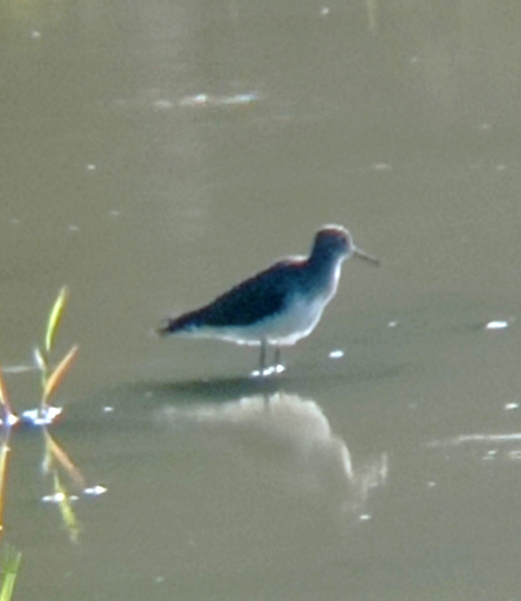 Solitary Sandpiper - ML617017279