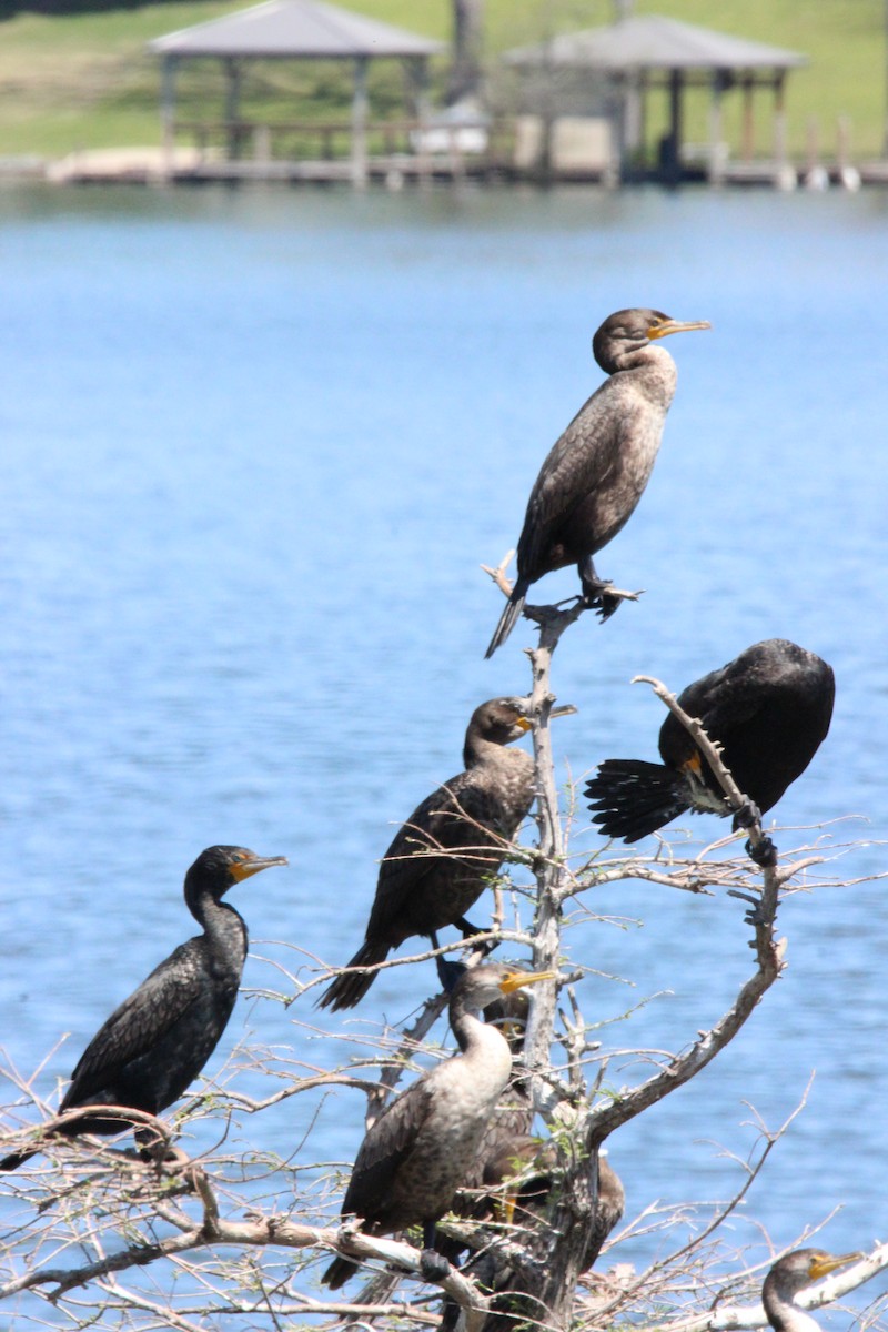 Double-crested Cormorant - Shannon Hodgson