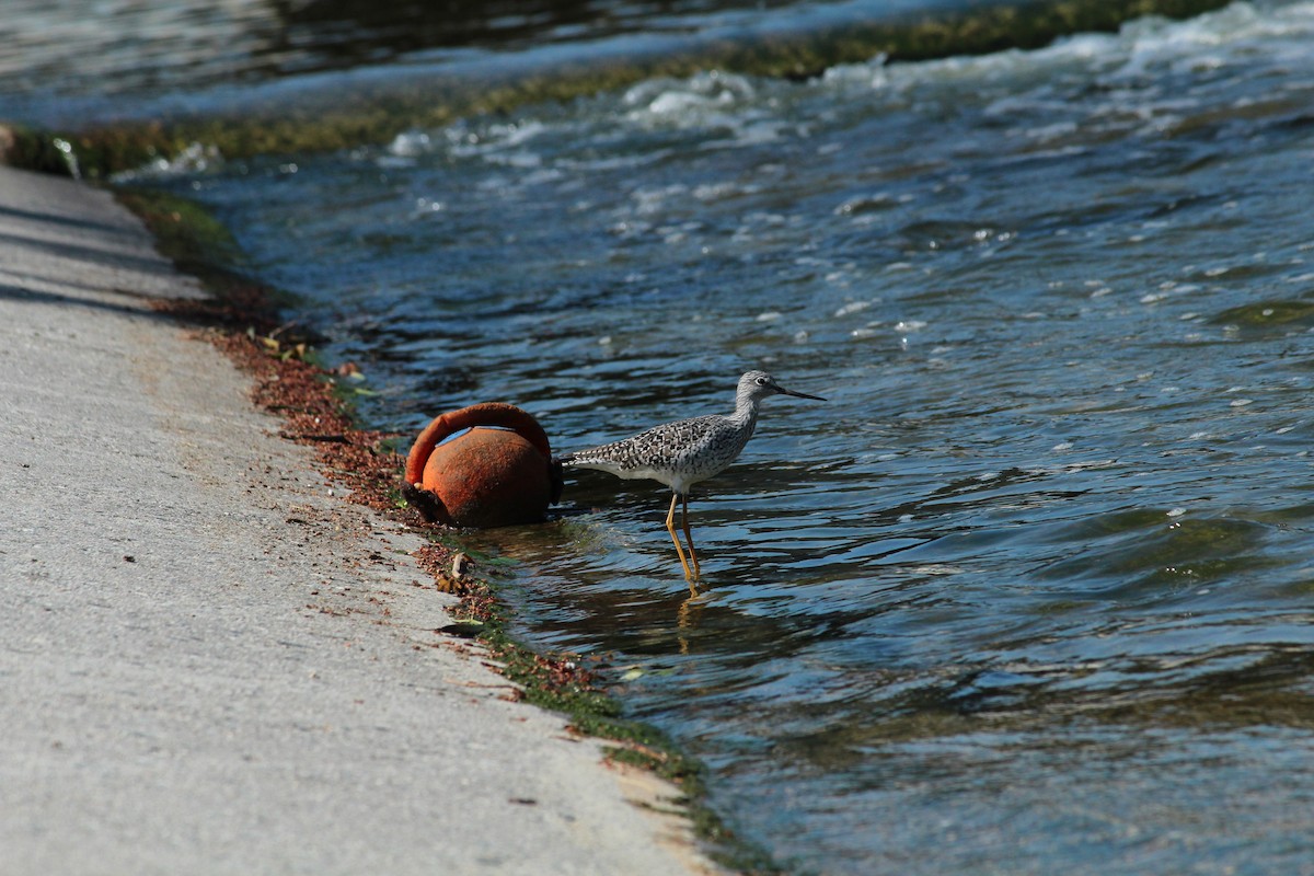 Greater Yellowlegs - ML617017316