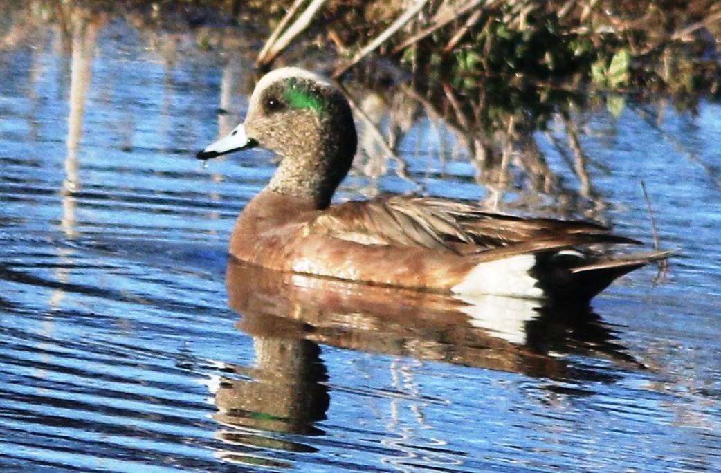 American Wigeon - Doug and Diane Iverson