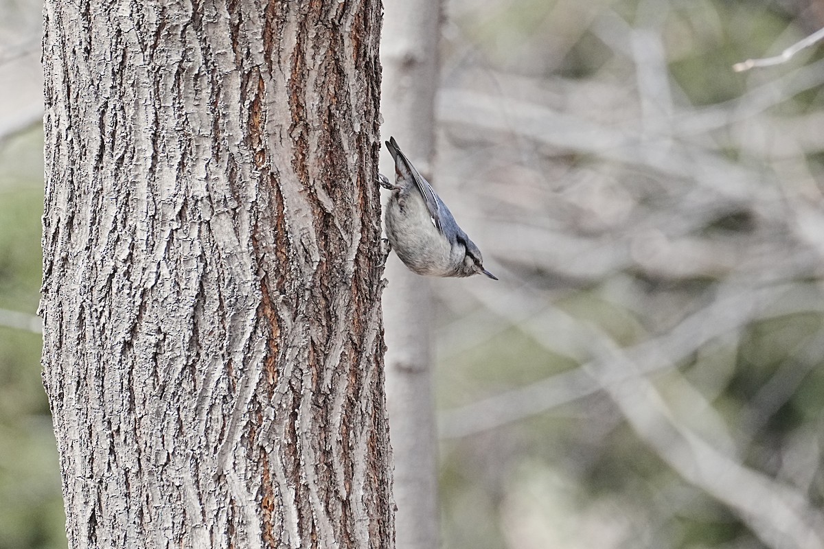 Eurasian Nuthatch (White-bellied) - ML617017363