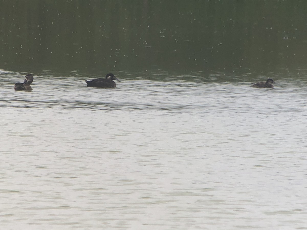 Surf Scoter - ML617017428