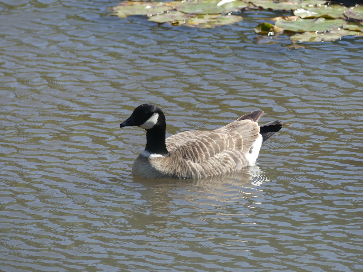 Cackling Goose (Aleutian) - Cédric Duhalde