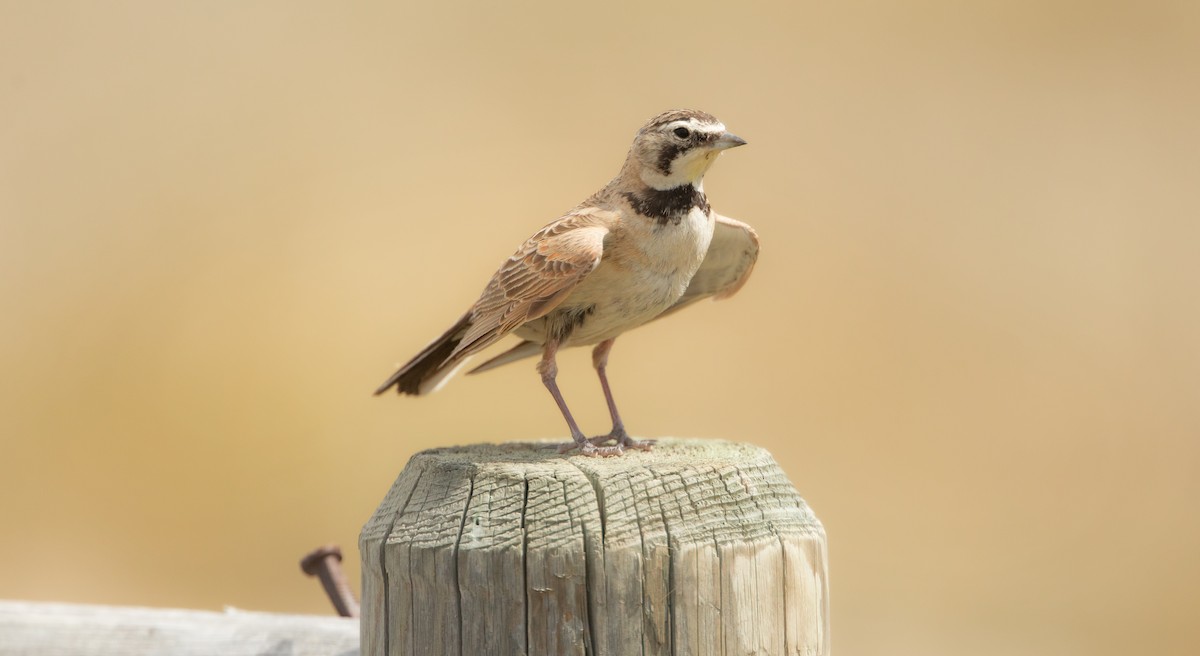 Horned Lark - Michelle Schreder