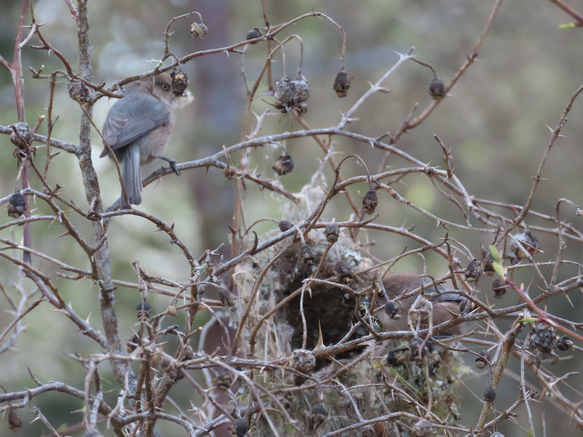 Bushtit - ML617017524