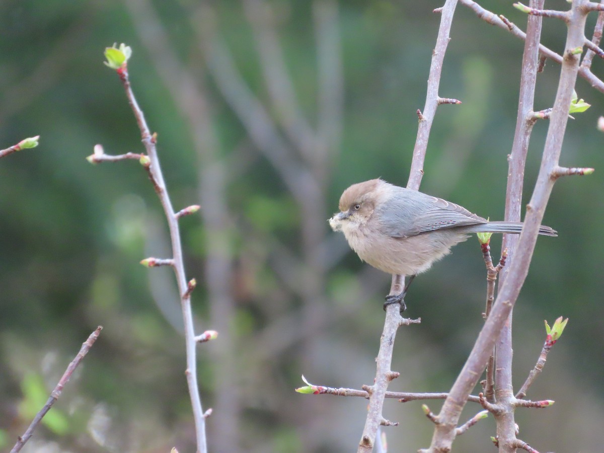 Bushtit - ML617017525