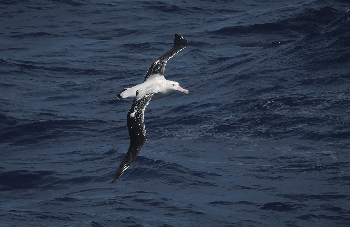 Snowy Albatross - Skip Russell