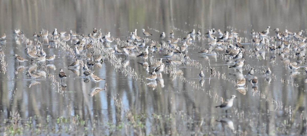 American Golden-Plover - ML617017633