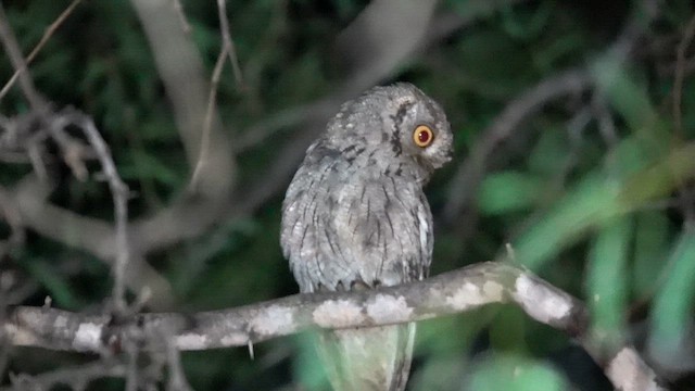 Western Screech-Owl - ML617017689