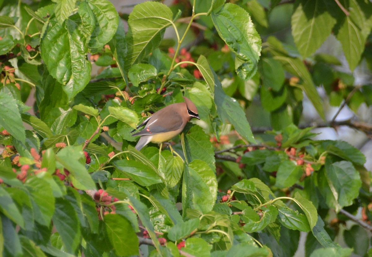 Cedar Waxwing - Larry Raymond