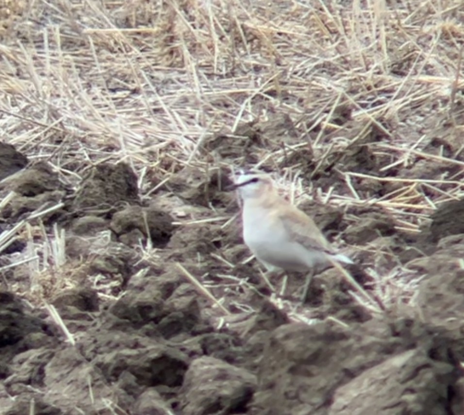 Mountain Plover - ML617017770