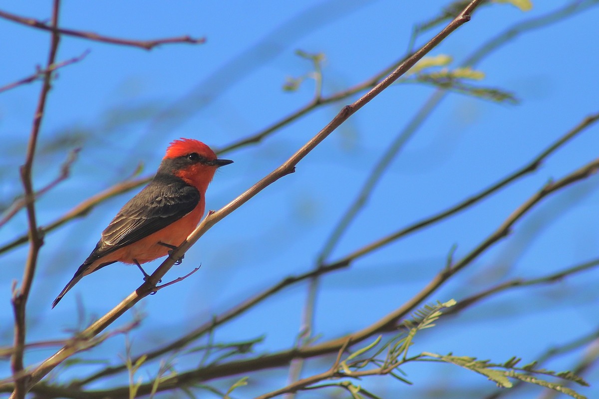 Vermilion Flycatcher - ML617017793