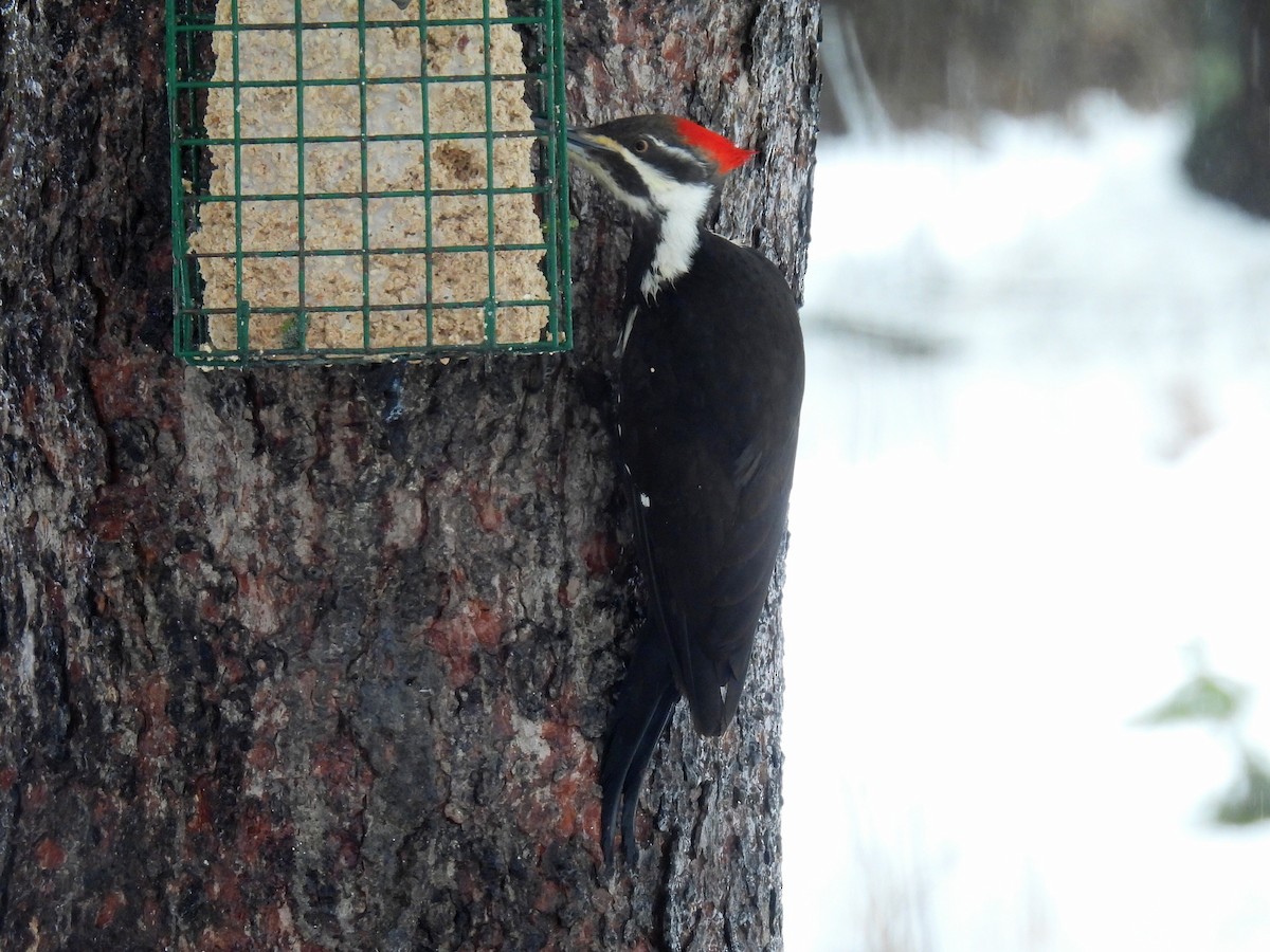Pileated Woodpecker - ML617017844