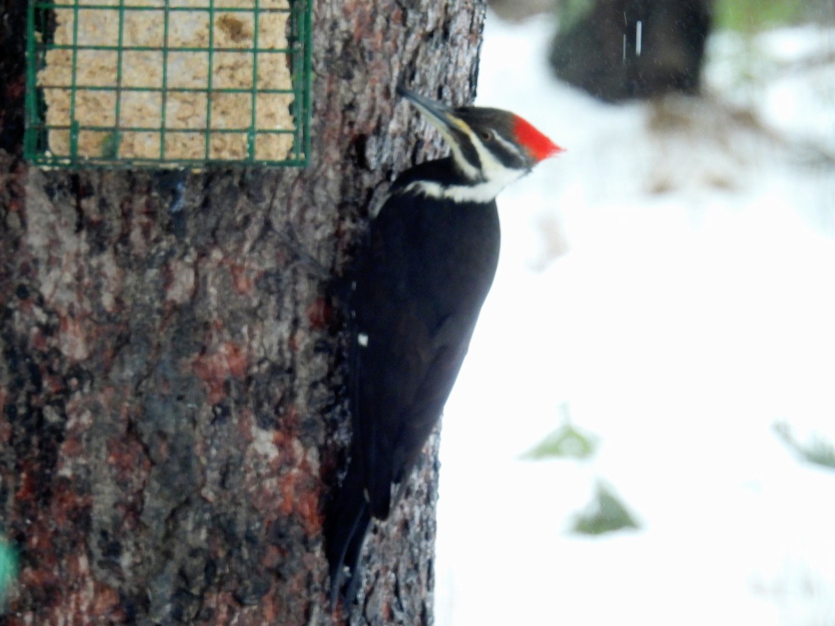 Pileated Woodpecker - ML617017845
