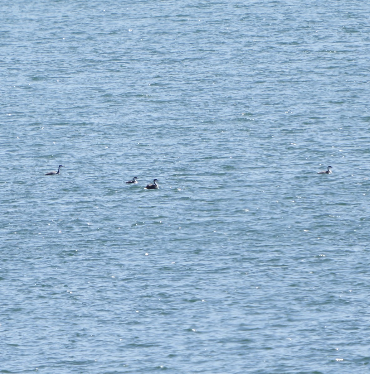 Western Grebe - ML617017870