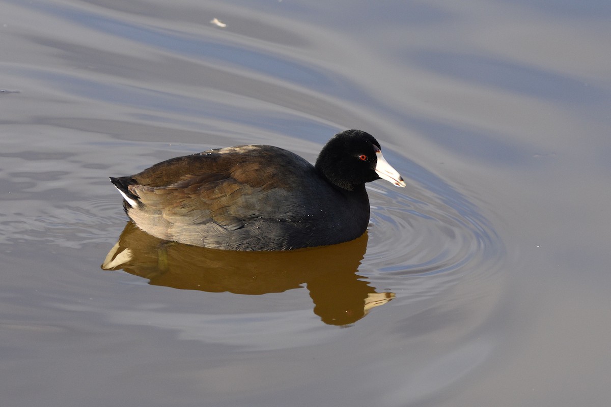 American Coot - ML617017898