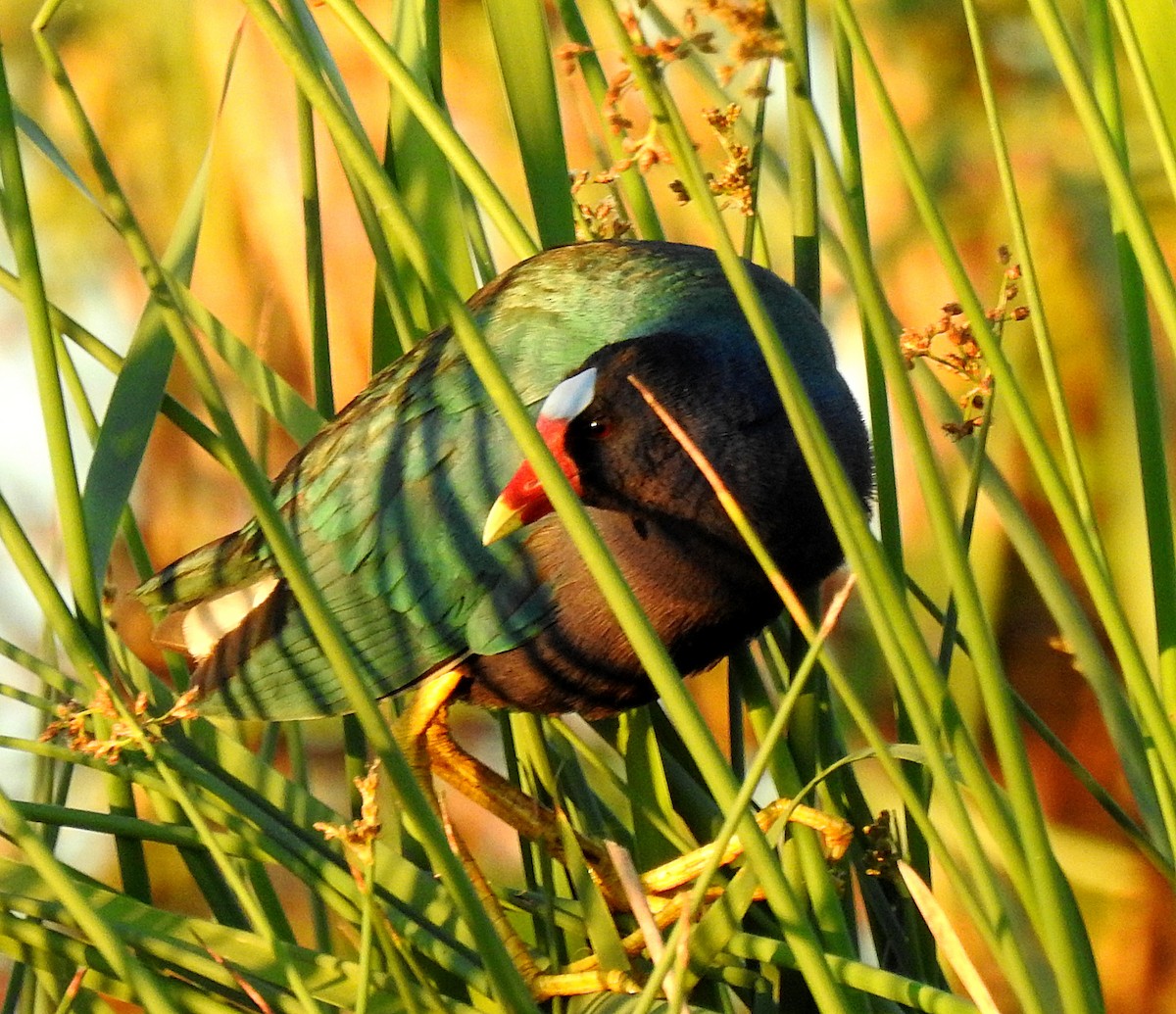 Purple Gallinule - ML617017907