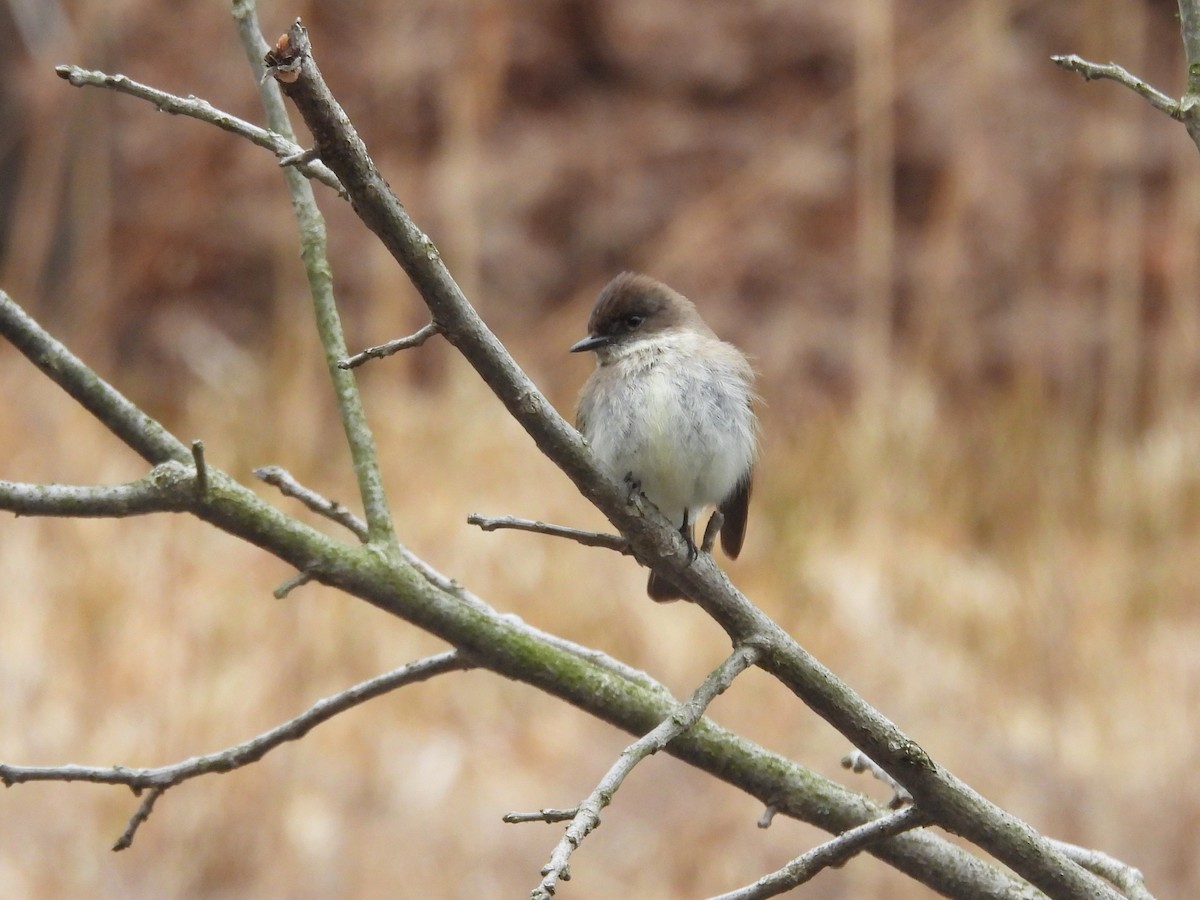 Eastern Phoebe - ML617017980