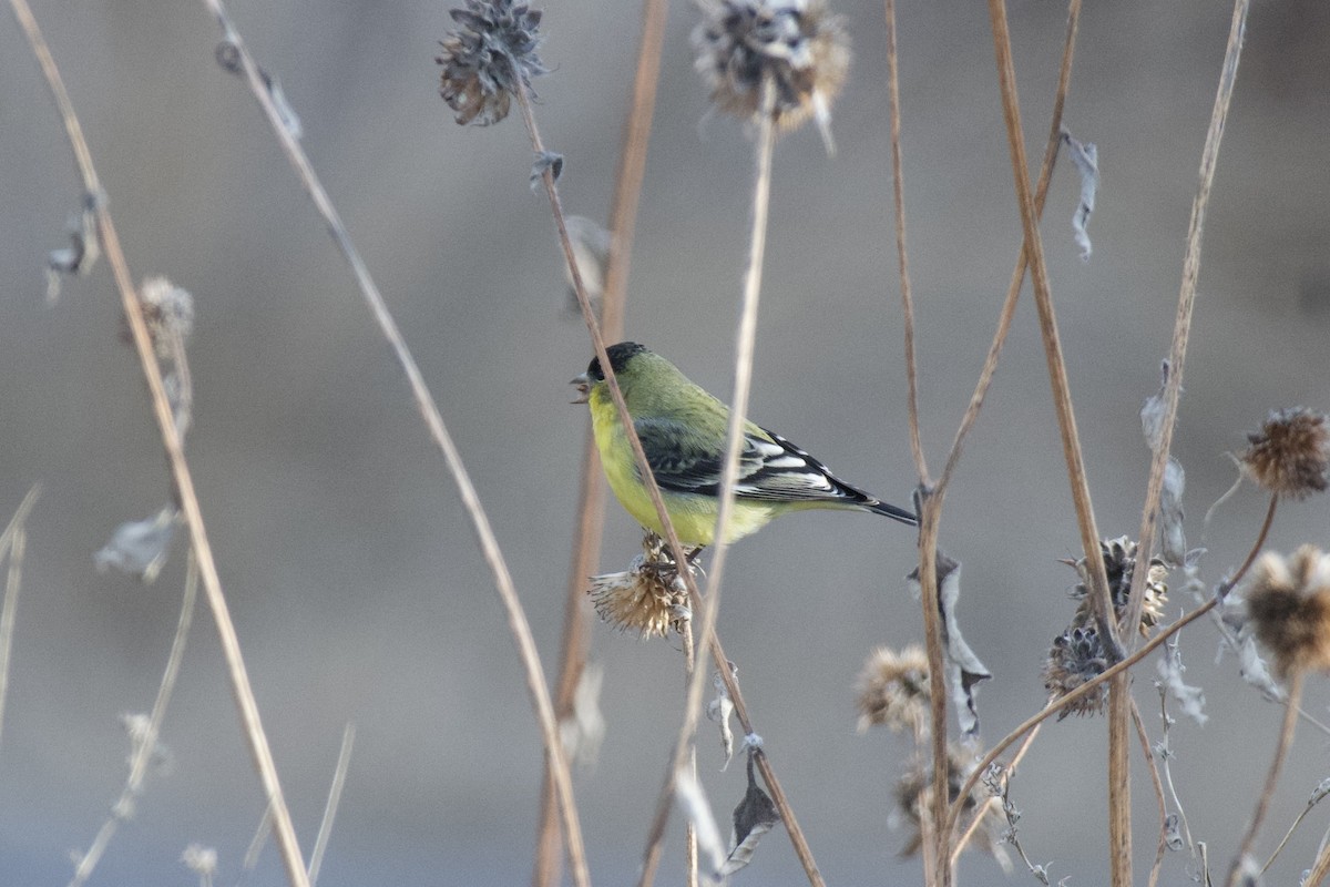 Lesser Goldfinch - ML617018047