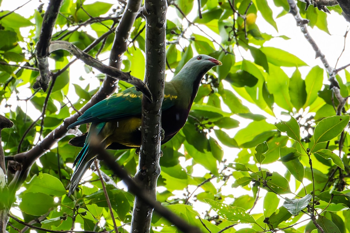 Wompoo Fruit-Dove - ML617018050