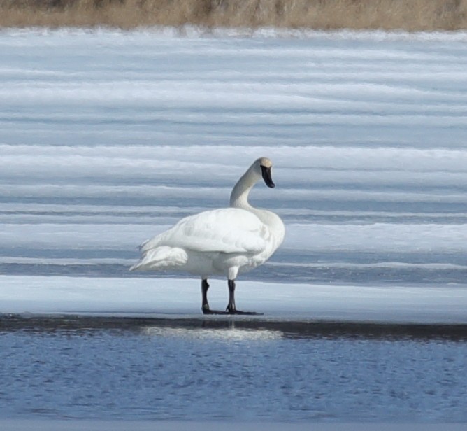 Trumpeter Swan - ML617018054