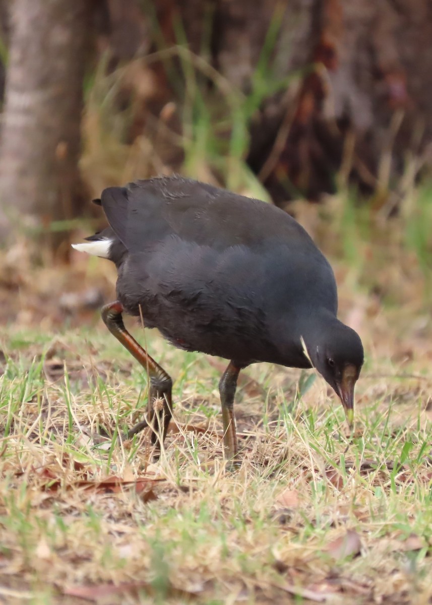 Dusky Moorhen - ML617018125