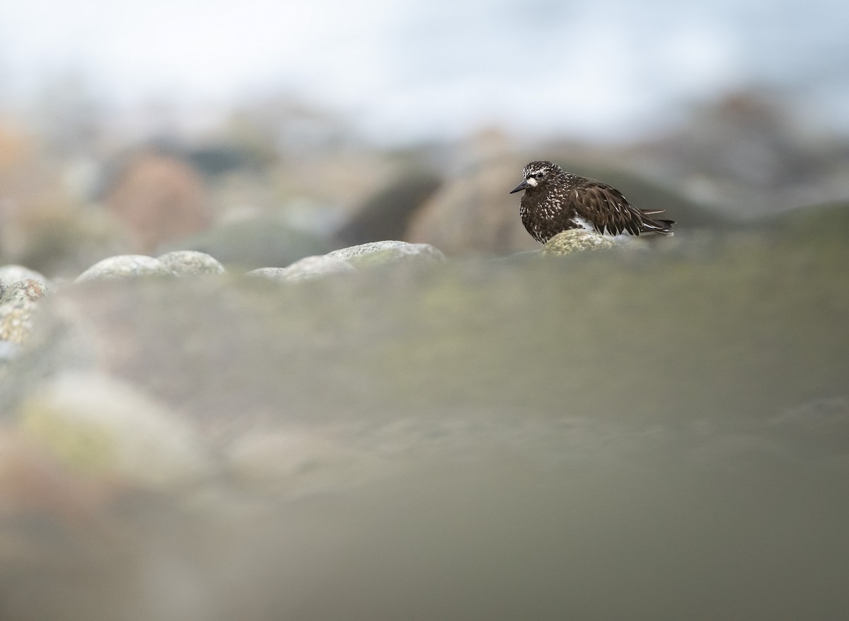 Black Turnstone - ML617018129