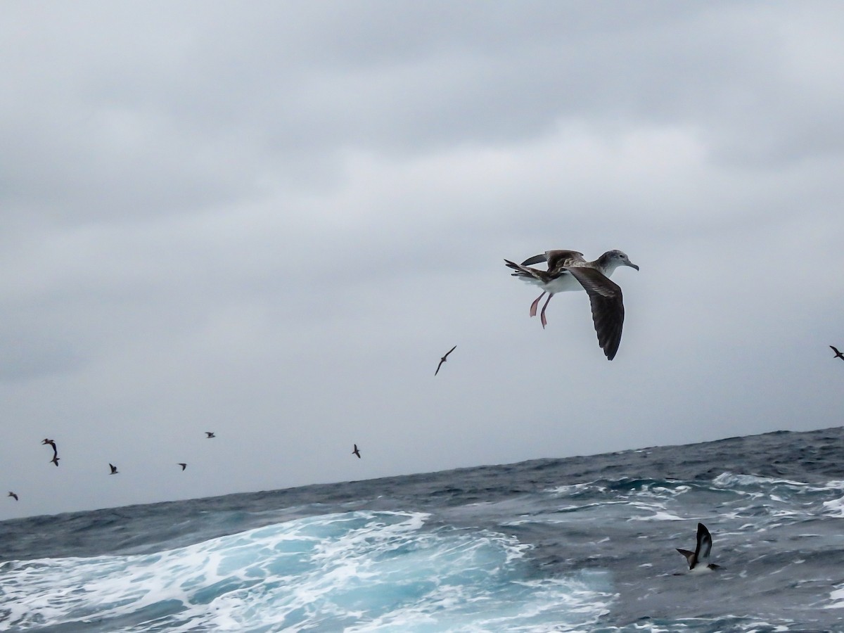 Streaked Shearwater - ML617018173