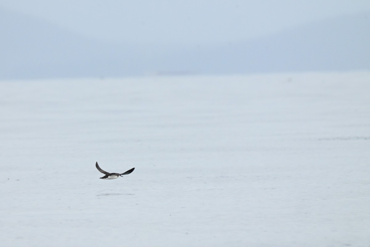 Manx Shearwater - ML617018194