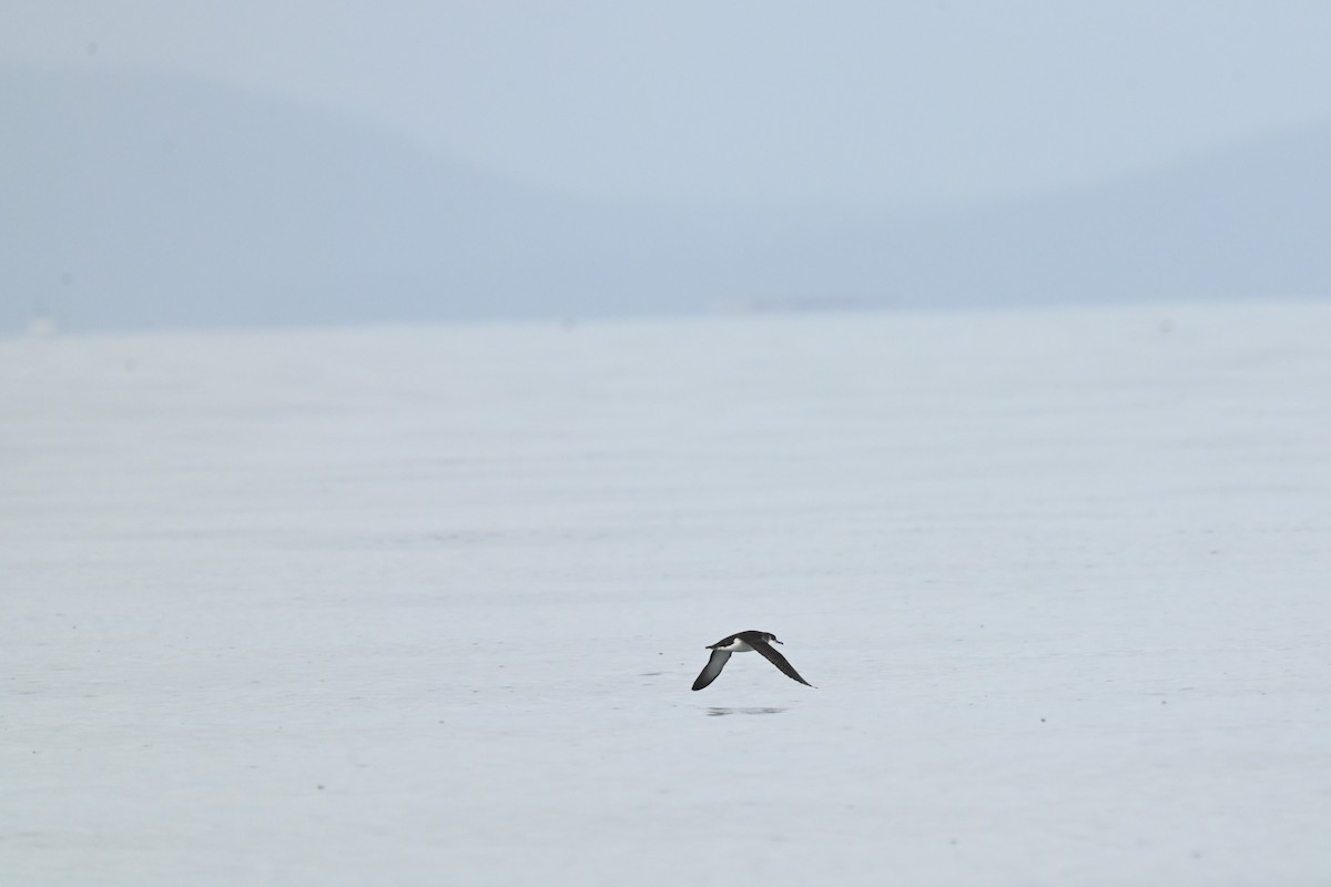 Manx Shearwater - Amanda Colbert